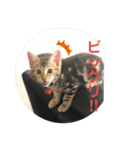 黒柴犬と猫の日常スタンプ（個別スタンプ：12）