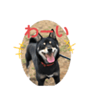 黒柴犬と猫の日常スタンプ（個別スタンプ：13）