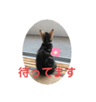黒柴犬と猫の日常スタンプ（個別スタンプ：14）