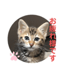 黒柴犬と猫の日常スタンプ（個別スタンプ：16）
