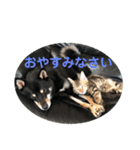 黒柴犬と猫の日常スタンプ（個別スタンプ：17）
