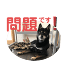 黒柴犬と猫の日常スタンプ（個別スタンプ：18）