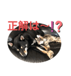 黒柴犬と猫の日常スタンプ（個別スタンプ：19）