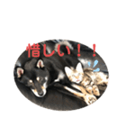 黒柴犬と猫の日常スタンプ（個別スタンプ：21）
