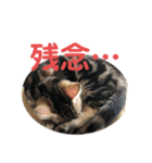 黒柴犬と猫の日常スタンプ（個別スタンプ：22）