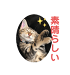黒柴犬と猫の日常スタンプ（個別スタンプ：23）