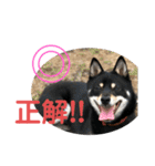 黒柴犬と猫の日常スタンプ（個別スタンプ：25）