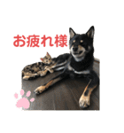 黒柴犬と猫の日常スタンプ（個別スタンプ：30）