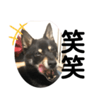 黒柴犬と猫の日常スタンプ（個別スタンプ：31）