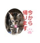 黒柴犬と猫の日常スタンプ（個別スタンプ：32）