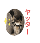 黒柴犬と猫の日常スタンプ（個別スタンプ：33）