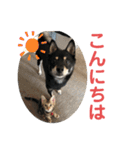 黒柴犬と猫の日常スタンプ（個別スタンプ：34）