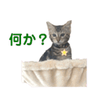 黒柴犬と猫の日常スタンプ（個別スタンプ：35）