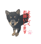 黒柴犬と猫の日常スタンプ（個別スタンプ：36）