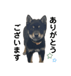 黒柴犬と猫の日常スタンプ（個別スタンプ：37）