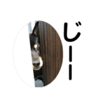 黒柴犬と猫の日常スタンプ（個別スタンプ：38）