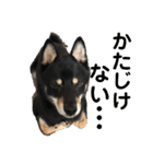 黒柴犬と猫の日常スタンプ（個別スタンプ：40）
