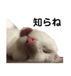 ねこにゃ日和〜その3（個別スタンプ：1）