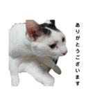 ねこにゃ日和〜その3（個別スタンプ：5）