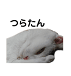 ねこにゃ日和〜その3（個別スタンプ：7）