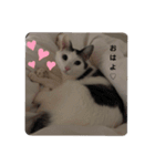ねこにゃ日和〜その3（個別スタンプ：11）