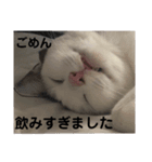 ねこにゃ日和〜その3（個別スタンプ：15）