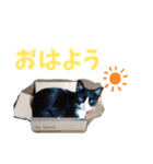 もかぽわんすみれスタンプ（個別スタンプ：2）