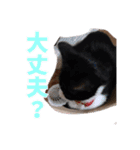 もかぽわんすみれスタンプ（個別スタンプ：5）