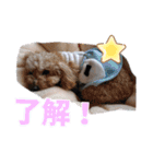 もかぽわんすみれスタンプ（個別スタンプ：7）