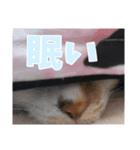 もかぽわんすみれスタンプ（個別スタンプ：8）
