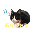 もかぽわんすみれスタンプ（個別スタンプ：9）