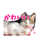 もかぽわんすみれスタンプ（個別スタンプ：10）