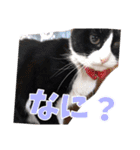 もかぽわんすみれスタンプ（個別スタンプ：12）