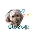 もかぽわんすみれスタンプ（個別スタンプ：13）