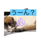 もかぽわんすみれスタンプ（個別スタンプ：14）