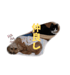もかぽわんすみれスタンプ（個別スタンプ：15）
