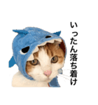柴犬と猫①（個別スタンプ：1）