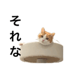 柴犬と猫①（個別スタンプ：2）