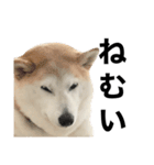柴犬と猫①（個別スタンプ：3）