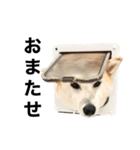 柴犬と猫①（個別スタンプ：4）
