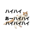 柴犬と猫①（個別スタンプ：5）