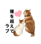 柴犬と猫①（個別スタンプ：8）