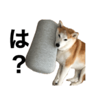柴犬と猫①（個別スタンプ：9）