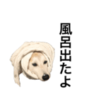 柴犬と猫①（個別スタンプ：11）
