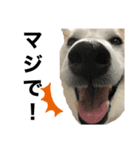 柴犬と猫①（個別スタンプ：12）