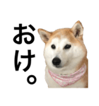 柴犬と猫①（個別スタンプ：13）
