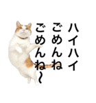 柴犬と猫①（個別スタンプ：14）