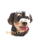 うちの子(犬)（個別スタンプ：11）