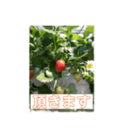 すなっぷショット（個別スタンプ：8）