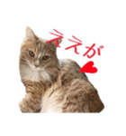 テキレオンラテ第2段（個別スタンプ：17）